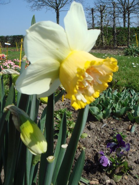 Narcisse double 'Petit Four' PB 4